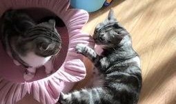 喵娱乐吃瓜,吃瓜群众热议的娱乐圈幕后故事